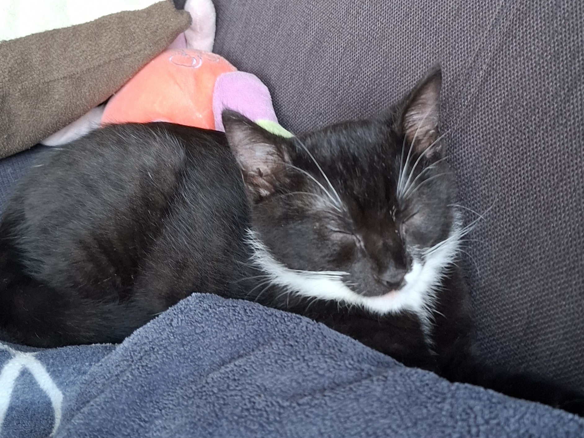 My Cat